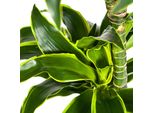 Dracaena Deremensis Dorado Ø24Cm - Pianta Dal Fogliame Elegante In Altezza 130Cm, Verde-Giallo