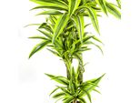 Pianta Di Dracaena Deremensis Lemon Lime Ø24Cm Altezza 140Cm - Decorativa Per La Casa