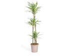 Dracaena Deremensis White Stripe Houseplant Ø24Cm - Altezza 140Cm - Facile Da Curare Ed Elegante