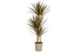Dracaena Marginata Magenta Pianta Ø21Cm - Altezza 120Cm Per Interni Eleganti E A Bassa Manutenzione