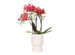 Colibrì Orchidee Rosa Viola Phalaenopsis Orchidea El Salvador + Diabolo Vaso In Travertino Dimensioni 9Cm Pianta Da Appartamento Fiorita