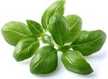 Emsa Click & Grow Basilico