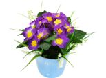 Primula Violetta In Vaso Di Ceramica 20×19 Cm