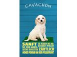 Vianmo Insegna In Legno 30X20 Cm Cavachon Hund Sanft ZäRtlich