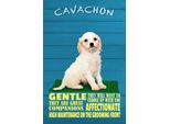 Vianmo Insegna In Legno 30X20 Cm Cavachon Hund Gentle Affectionat