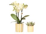 Orchidee Colibrì Set Di Orchidee Gialle Del Messico E Succulente In Vaso Decorativo A Strisce Dipinte Di 9 Cm E 6 Cm