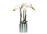 Colibrì Orchidea Amabilis Bianca + Vaso A Strisce Dipinte Verde - Misura Del Vaso 9Cm