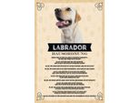 Vianmo Insegna In Legno 30X20 Cm Tiere Labrador Hausordnung Hunde