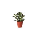 Kolibri Greens Pianta Verde Succulenta Crassula Ovata Dimensione Vaso 9Cm Pianta Verde Da Appartamento Fresca Di Vivaio
