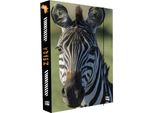 Scatola In Cartone P+P A4 Jumbo Zebra Per Notebook KT8-76923