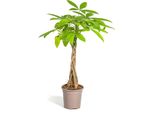 Lucky Chestnut Pachira Aquatica - Pianta D'appartamento - Ø19Cm - Altezza 70-90Cm - Tronco Intrecciato - Esotica E Facile Da Curare