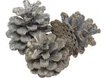 Pigne Bianche Decorative Nere 5-9Cm 1Kg Decorazione Naturale