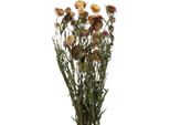 Fiori Di Paglia Secchi Giallo Rosso Elicriso 50Cm 60G Decorazione Autunno