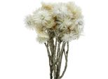 Fiori Secchi Tappo Fiori Naturali Bianchi Bouquet Di Fiori Di Paglia, Decorazione, 33Cm