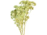 Decorazione Secca Cardo Selvatico Verde Chiaro 85G - Fiori Secchi, Decorazione, Fiori Artificiali