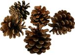 Pigne Naturali Di Pino Nero 5 Kg - Pigne Decorative Per Decorazioni Floreali E Commemorative
