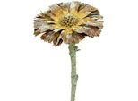 Rosetta Di Repens Verde Smerigliata 8Cm - 9Cm, Fiori Secchi Esotici Per La Decorazione E Il Florovivaismo, 25 Pezzi