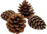Pigne Di Pino D'aleppo Per Decorazioni Naturali 5 Kg - Pigne Per Decorazioni Da Tavola, Artigianato E Floricoltura