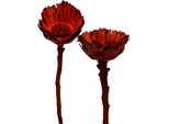 Exotic Compacta Rosette Arancione - Fiori Secchi Decorativi Per Eleganti Composizioni Funebri, 40 Pezzi