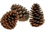 Maritima Pigne Naturali Decorazione Autunnale Decorazione Natalizia Decorazione Tombale Forma Piramidale 10-14Cm 50 Pezzi