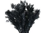Rami Decorativi Di Ruscus Secchi, Decorazione Con Fiori Secchi Neri, Composizione Conservata, Scopa Da Macellaio, 1Kg