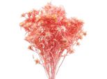 Rami Di Cardo Essiccati Per Decorazioni Eleganti E Composizioni Floreali