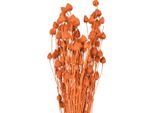 Fiori Secchi Cardo Arancione Fragola Cardo Secco Fiori Decorativi 100G