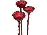 Compacta Rosette Erika Rosso Scuro, Fiori Secchi Per Composizioni Funebri E Decorazioni, 40 Pezzi, 40 Pezzi