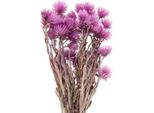Fiori Secchi Fiori A Cappuccio Viola Fiori Di Paglia Decorazione Naturale 42Cm