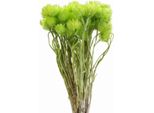 Fiori Secchi Cap Fiori Verde Chiaro Decorazione Fiori Di Paglia 42Cm