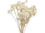Fiore Secco Ramo Di Cardo Sbiancato 80G Decorazione Fiore Artificiale Boho