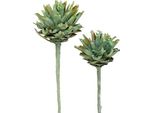 Plumosum 1 Verde Smerigliato 25 Pezzi - Fiori Secchi Esotici Per Decorazioni, 25 Pezzi