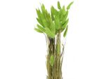 Erba Di Velluto Secca Deco Erba Di Coda Di Lepre Per Composizioni Di Fiori Secchi