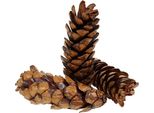 Pigne Strobus Laccate 15-20 Cm, Set Di Decorazioni Naturali 100 Pezzi, Pigne Artigianali Versatili Per Ghirlande Dell'avvento E Decorazioni Natalizie