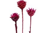 Plumosum 1 Erika 25 Pezzi – Fiori Secchi Esotici, Decorazioni, Composizioni Funebri, 25 Pezzi