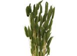 Erba Coda Di Lepre Fiori Secchi Decorativi Erba Vellutata Elegante Pianta Ornamentale