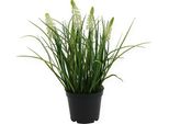 Fiore Artificiale Decorativo Giacinto D'uva Crema 26 Cm In Vaso