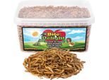 Bite & Delight Premium Polpette Essiccate 900G - Mangime Per Uccelli Selvatici Ad Alto Contenuto Proteico, Cibo Per Tutto L'anno, Cibo Per Ricci - 5000 Ml