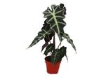 Foglia Di Freccia - Alocasia Sanderiana - Radice Tropicale - Alocasia