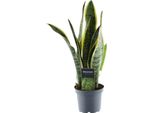 Trendyplants - Sansevieria Laurentii - Lingua Di Donna - Pianta D'appartamento - Altezza 35-55 Cm - Dimensioni Vaso Ø12Cm