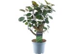 Trendyplants - Polyscias Fabian - Aralia - Pianta D'appartamento - Altezza 35-55 Cm - Dimensioni Vaso Ø12Cm