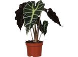 Speciale Trendyplants - Alocasia Amazonica Polly - Pianta D'appartamento - Altezza 20-40 Cm - Dimensioni Vaso Ø12Cm