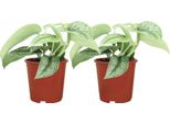 Trendyplants - 2X Scindapsus Pictus Trebie - Epipremnum - Piante Da Appartamento - Altezza 10-30 Cm - Dimensioni Vaso Ø12Cm