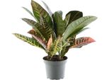 Trendyplants - Codiaeum Variegatum 'Petra' - Croten - Pianta D'appartamento - Altezza 20-40 Cm - Dimensioni Vaso Ø12Cm