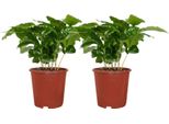 Trendyplants - 2X Coffea Arabica - Pianta Da Caffè - Piante Da Appartamento - Altezza 15-35 Cm - Dimensioni Vaso Ø12Cm