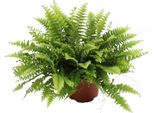 Trendyplants - Nephrolepis Boston Green Moment - Felce Riccia - Pianta D'appartamento - Altezza 15-35 Cm - Dimensioni Vaso Ø12Cm