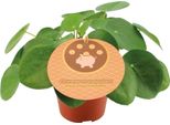 Trendyplants - Pilea Peperomioides - Pianta Da Appartamento - Altezza 10-30 Cm - Dimensione Vaso Ø12Cm