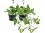 Trendyplants - 2X Epipremnum Aureum - Scindapsus - Piante Da Appartamento - Altezza 15-35 Cm - Dimensioni Vaso Ø15Cm