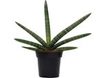 Trendyplants - Sansevieria Skyline - Pianta D'appartamento - Altezza 20-40 Cm - Dimensioni Vaso Ø10,5Cm