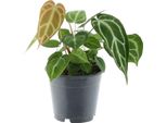 Trendyplants - Anthurium Chrystallinum - Pianta D'appartamento - Altezza 25-45 Cm - Dimensioni Vaso Ø12Cm